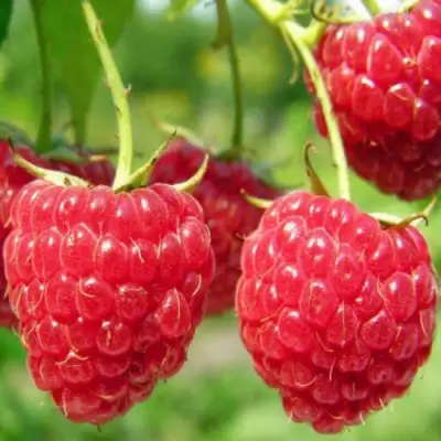 Малина ПИНГВИН в Минске