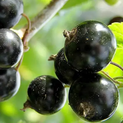 Смородина чёрная ЦЕРЕРА в Минске