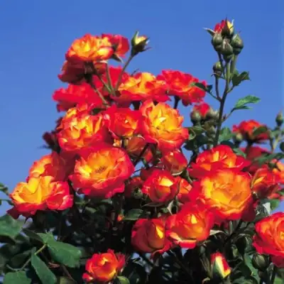 Роза ТАЙФУН спрей в Минске