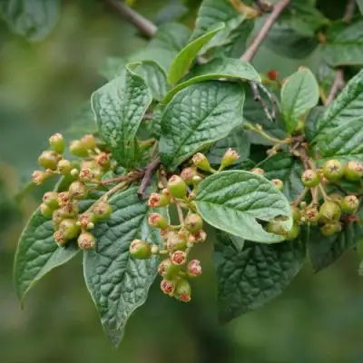 Кизильник пузырчатый в Минске