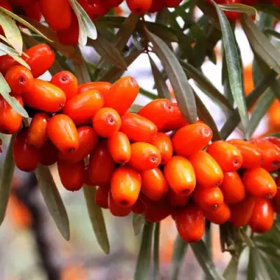 Облепиха ДЖЕМОВАЯ в Минске