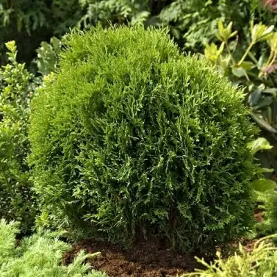 Туя ТИНИ ТИМ западная в Минске