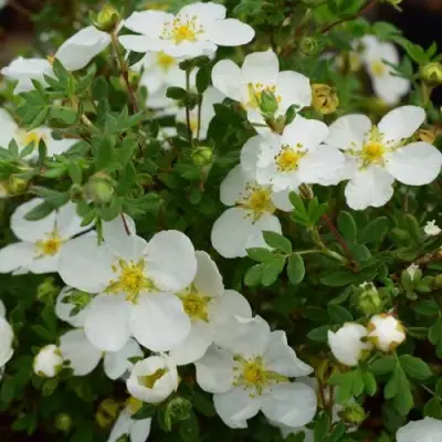 Лапчатка АББОТСВУД кустарниковая в Минске