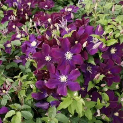 Клематис ГЕРОИ ВАРШАВЫ в Минске