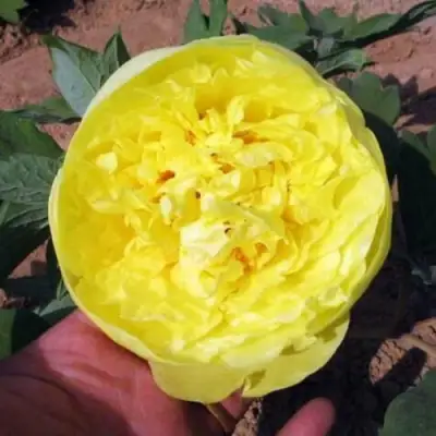 Пион ЗОЛОТО ПОДНЕБЕСНОЙ древовидный в Минске