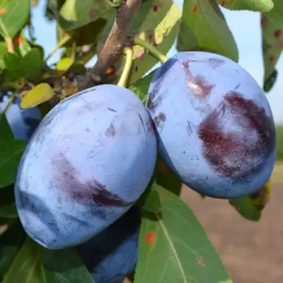 Слива ЧАЧАКСКАЯ ЛЕПОТИКА в Минске