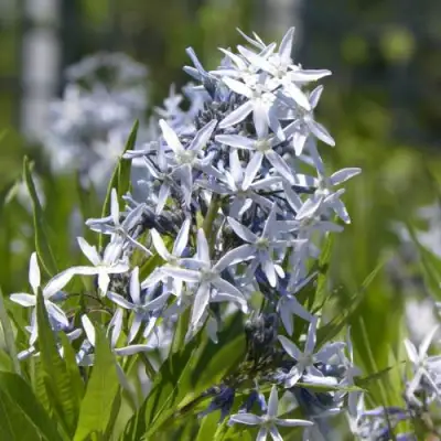 Амсония ТАБЕРНЕМОНТАНА в Минске