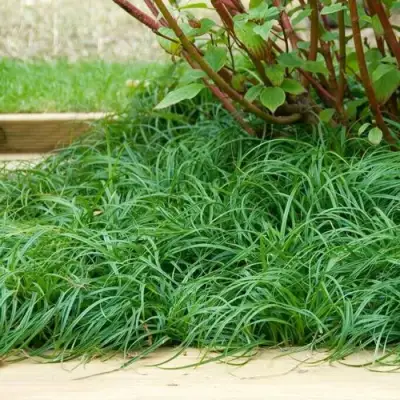 Осока БИТЛЗ в Минске