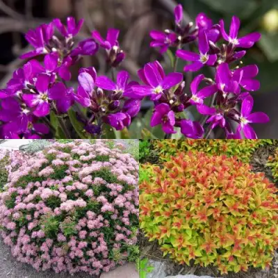 Комплект ЯПОНСКИЙ САД в Минске