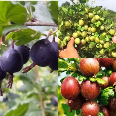 Комплект КРЫЖОВНИК MIX в Минске