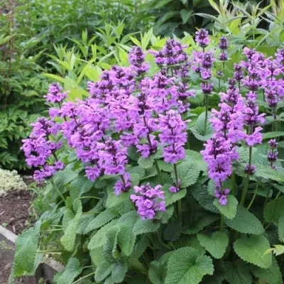 Буквица крупноцветковая в Минске