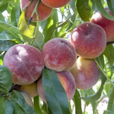 Персик ЗАРМЕНЮ в Минске