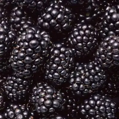 Ежевика ОРКАН бесшипная  в Минске