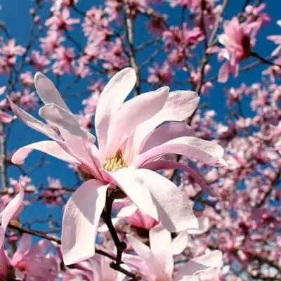 Магнолия РОЗЕЯ в Минске