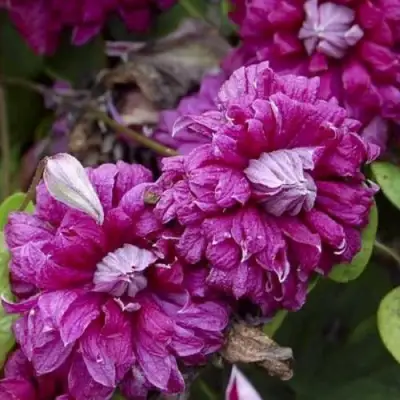 Клематис ПУРПУРЕА ПЛЕНА ЭЛЕГАНС в Минске