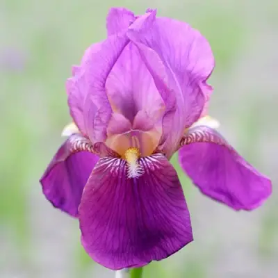 Ирис ИМПЕРАТОР бородатый в Минске