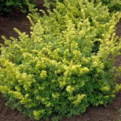 Тис ЭЛЕГАНТИССИМА ягодный в Минске