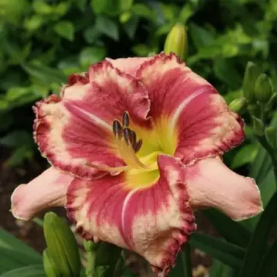 Лилейник АУТСТАНДИНГ гибридный в Минске