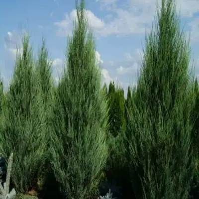 Можжевельник СКАЙРОКЕТ  скальный в Минске