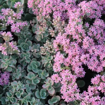 Очиток (седум) САНСПАРКЛЕР ЛАЙМ ЗИНГЕР в Минске