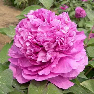 Пион ОРНАМЕНТ древовидный в Минске