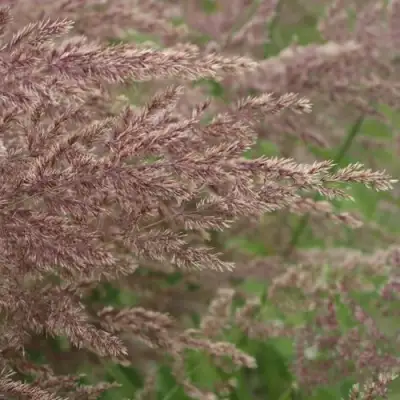 Вейник КАРЛ ФОРСТЕР остроцветковый в Минске