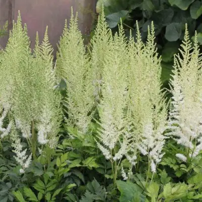 Астильба ДИАМАНТ Арендса в Минске