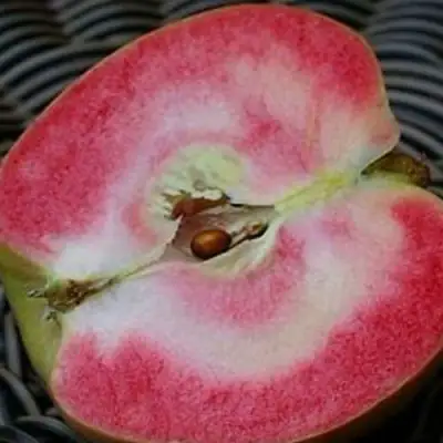 Яблоня ПИНК ПЕРЛ в Минске