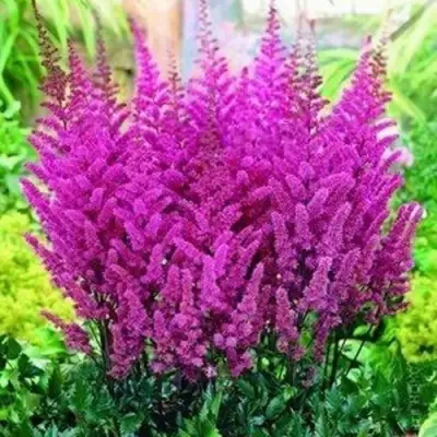 Астильба ПЕПЛ РЕЙН гибридная в Минске