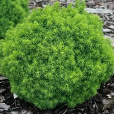 Ель АЛЬБЕРТА ГЛОБ сизая в Минске