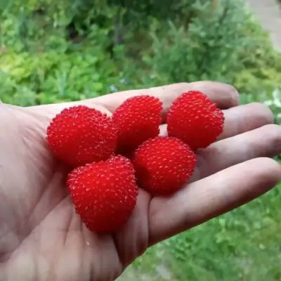 Малина ТИБЕТСКАЯ (РОЗОЛИСТНАЯ) в Минске