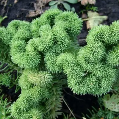 Очиток (седум) КРИСТАТУМ отогнутый в Минске