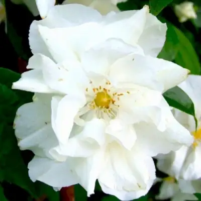 Жасмин РОЗАЦЕ в Минске