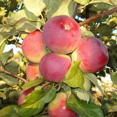 Яблоня ОРЛИК в Минске