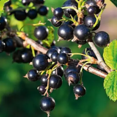 Смородина чёрная ЦЕРЕРА в Минске