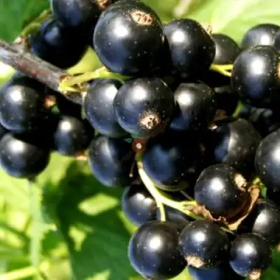 Смородина чёрная ДЕЛИКАТЕСНАЯ в Минске