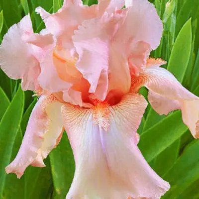 Ирис ПАТИ ДРЕСС бородатый в Минске