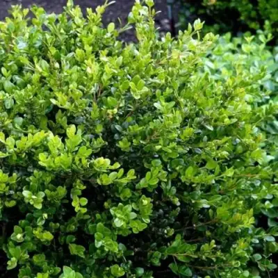 Самшит ФОЛКНЕР в Минске