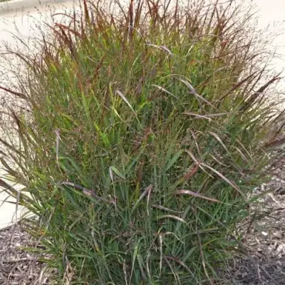 Просо ШЕНАНДО прутьевидное в Минске