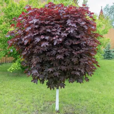 Клен красный в Минске