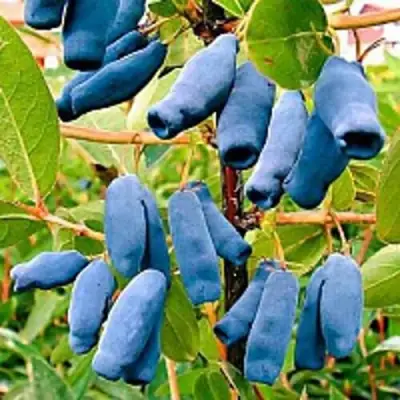 саженцы жимолости нимфа