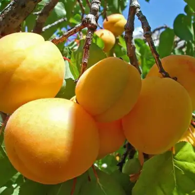 Абрикос ЖИГУЛЕВСКИЙ СУВЕНИР в Минске