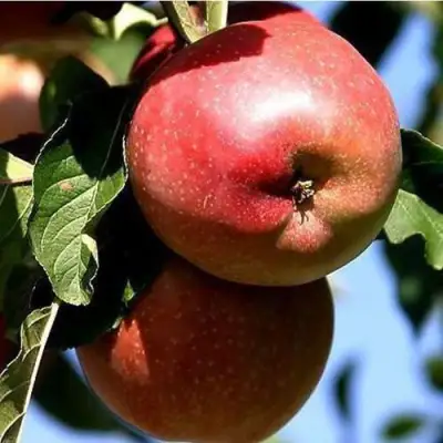 Яблоня АНТЕЙ КИЕВСКИЙ колонновидная в Минске