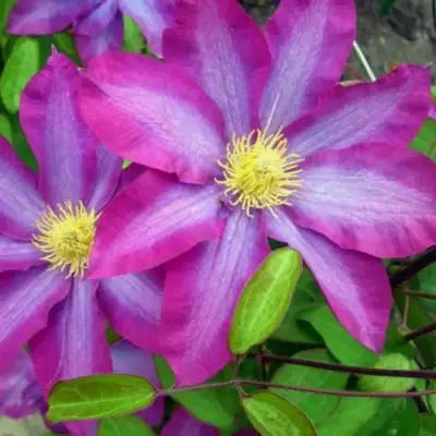 Клематис КАКИО в Минске