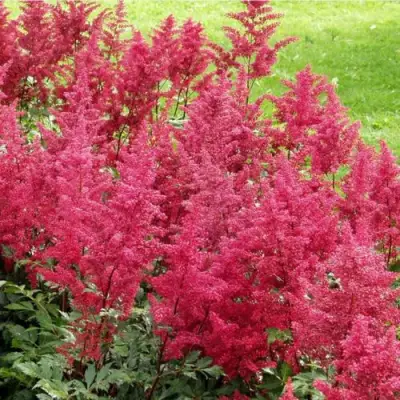 Астильба СКАЙСКРЕЙПЕР китайская в Минске