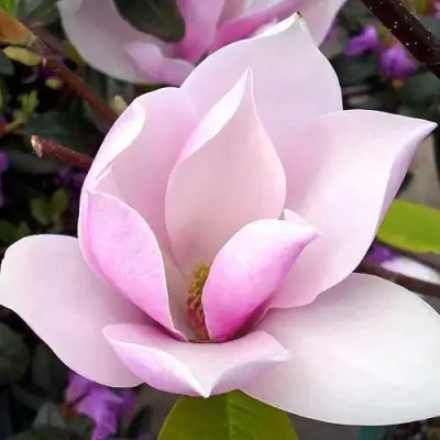 Магнолия АЛЕКСАНДРИНА  в Минске