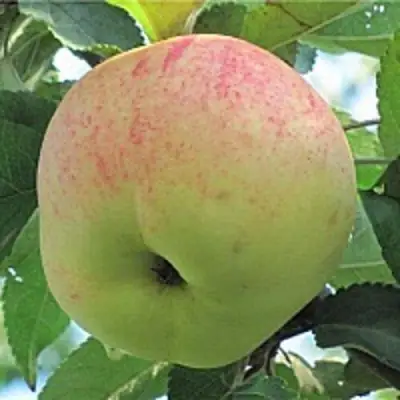 Яблоня ЛЕТНЕЕ СЛАДКОЕ в Минске