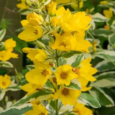 Вербейник АЛЕКСАНДР точечный в Минске