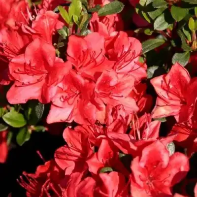 Азалия ФРИДОЛАЙН японская в Минске