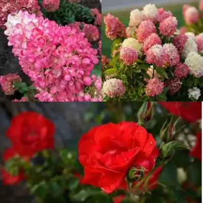 Комплект РОЗОВЫЙ ЗАКАТ в Минске